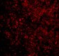 BAD Antibody